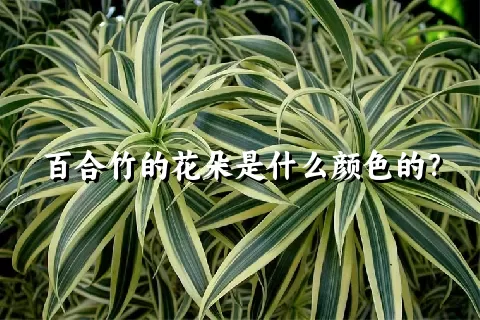 百合竹的花朵是什么颜色的？