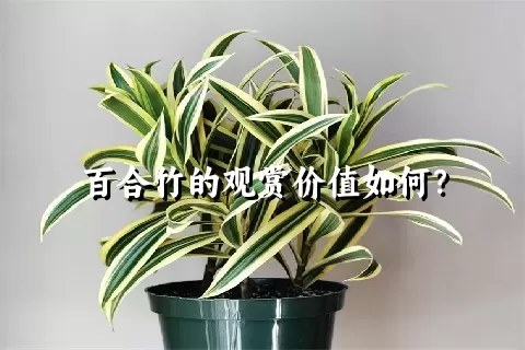 百合竹的观赏价值如何？