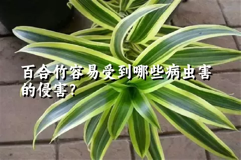 百合竹容易受到哪些病虫害的侵害？