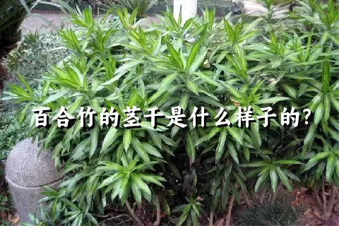 百合竹的茎干是什么样子的？