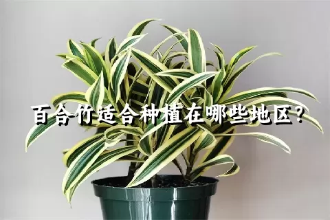 百合竹适合种植在哪些地区？