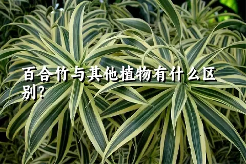 百合竹与其他植物有什么区别？