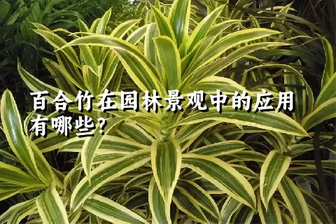 百合竹在园林景观中的应用有哪些？