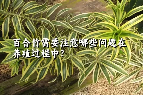 百合竹需要注意哪些问题在养殖过程中？