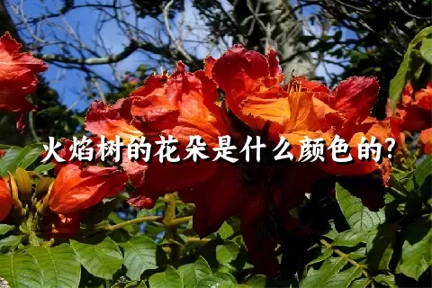 火焰树的花朵是什么颜色的?