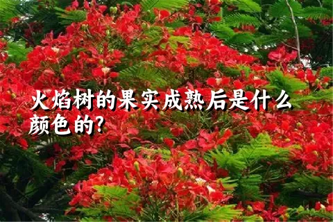 火焰树的果实成熟后是什么颜色的?