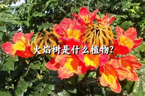 火焰树是什么植物?