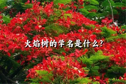 火焰树的学名是什么?