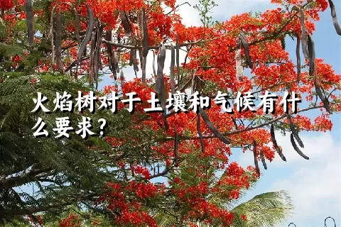 火焰树对于土壤和气候有什么要求?