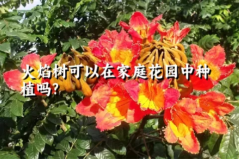 火焰树可以在家庭花园中种植吗?