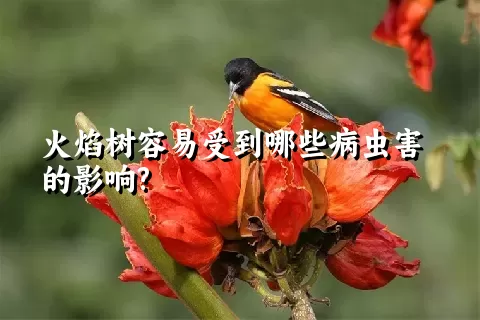 火焰树容易受到哪些病虫害的影响?