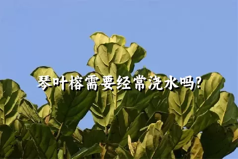 琴叶榕需要经常浇水吗?