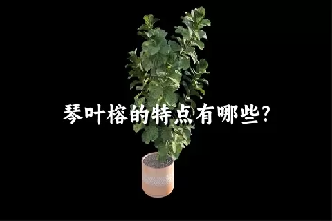 琴叶榕的特点有哪些?