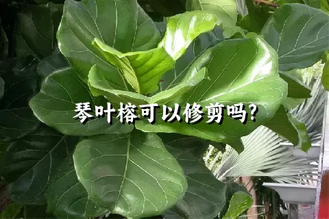 琴叶榕可以修剪吗?