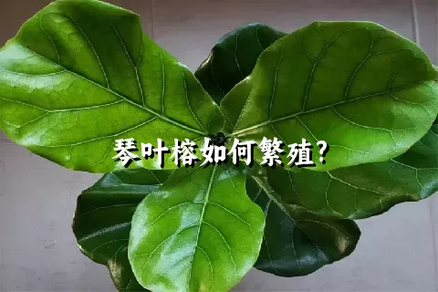 琴叶榕如何繁殖?