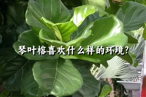 琴叶榕喜欢什么样的环境?