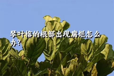 琴叶榕的根部出现腐烂怎么办?