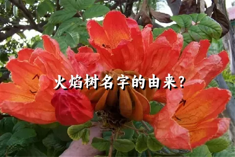 火焰树名字的由来？