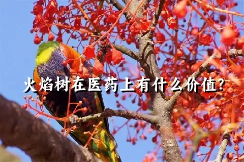 火焰树在医药上有什么价值？