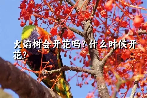 火焰树会开花吗？什么时候开花？