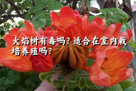 火焰树有毒吗？适合在室内栽培养殖吗？