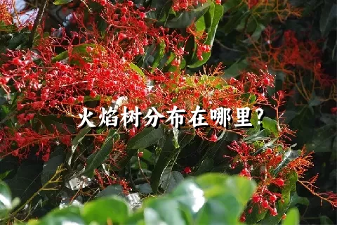 火焰树分布在哪里?