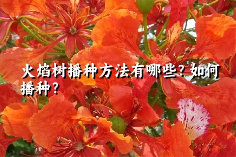 火焰树播种方法有哪些？如何播种？