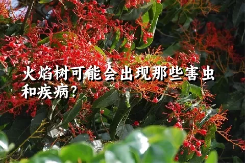 火焰树可能会出现那些害虫和疾病？