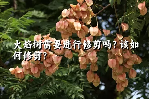 火焰树需要进行修剪吗？该如何修剪？