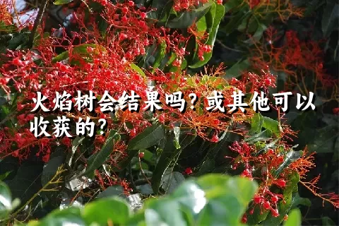 火焰树会结果吗？或其他可以收获的？