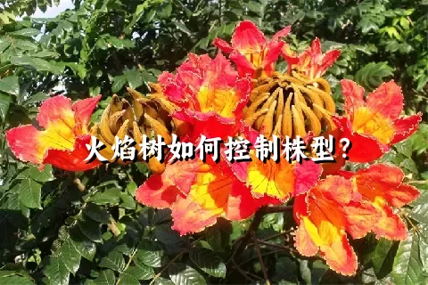 火焰树如何控制株型？