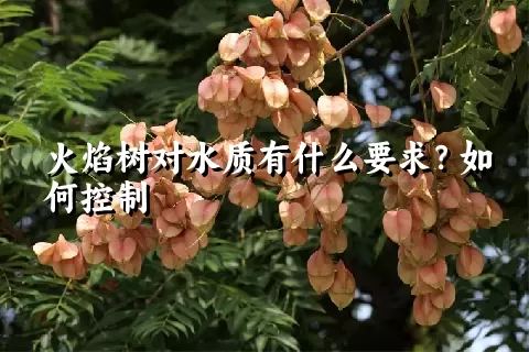 火焰树对水质有什么要求？如何控制