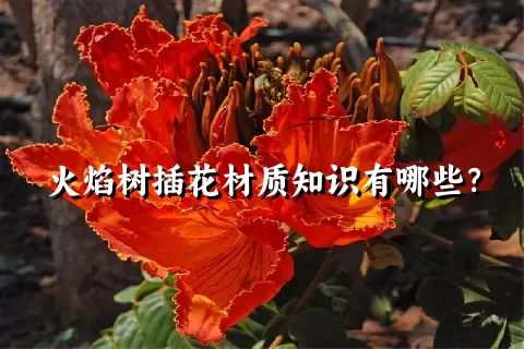 火焰树插花材质知识有哪些？