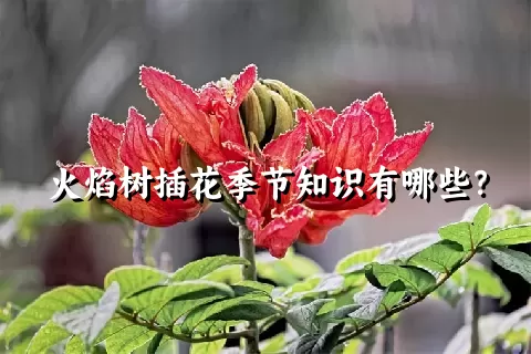 火焰树插花季节知识有哪些？