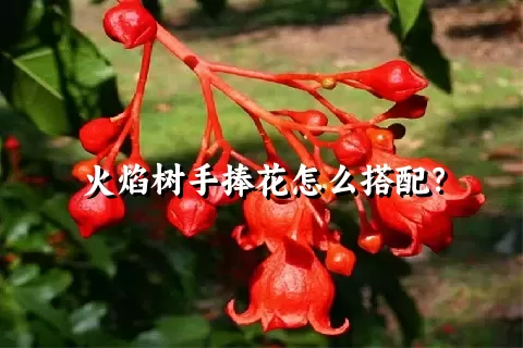 火焰树手捧花怎么搭配？