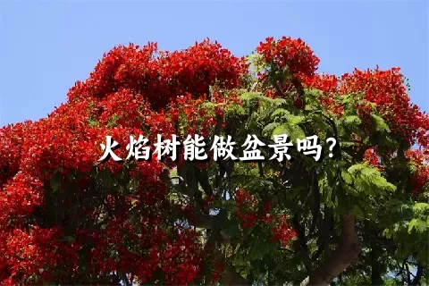 火焰树能做盆景吗？