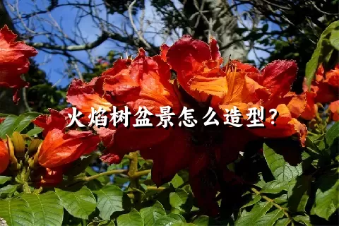 火焰树盆景怎么造型？