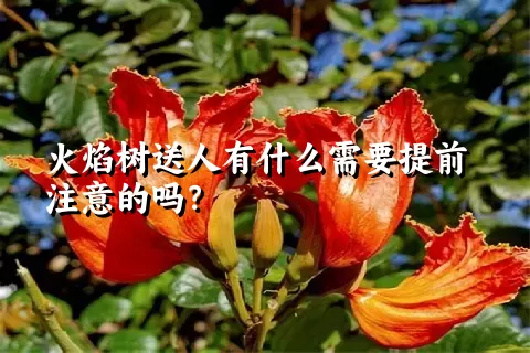 火焰树送人有什么需要提前注意的吗？