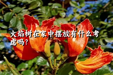 火焰树在家中摆放有什么考虑吗？