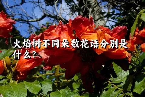 火焰树不同朵数花语分别是什么？