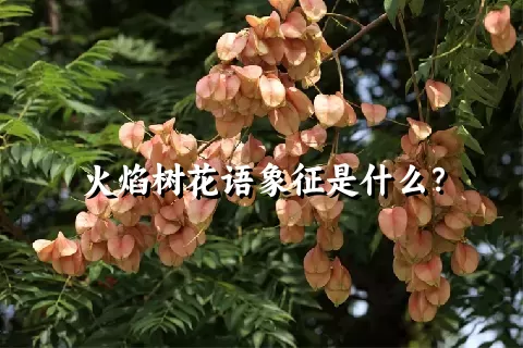 火焰树花语象征是什么？