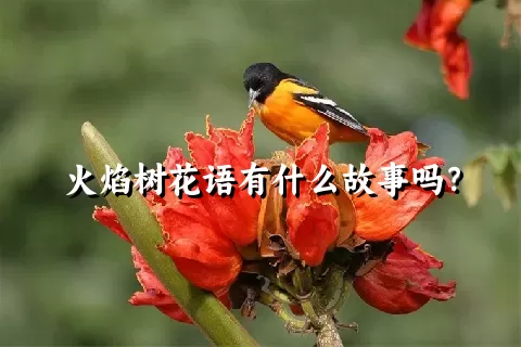 火焰树花语有什么故事吗？