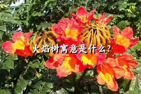 火焰树寓意是什么？