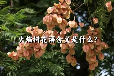 火焰树花语含义是什么？