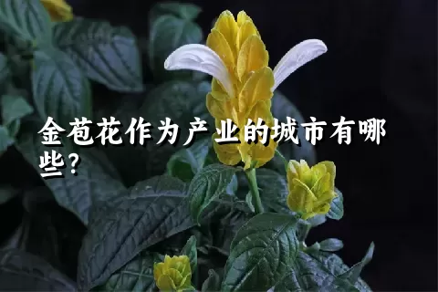 金苞花作为产业的城市有哪些？