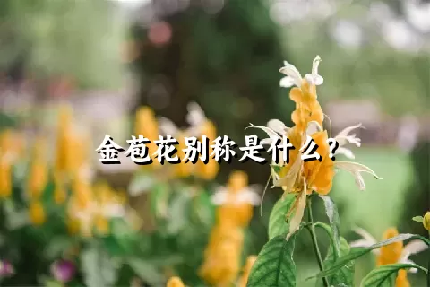 金苞花别称是什么？