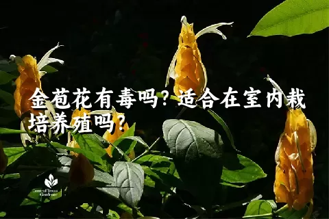 金苞花有毒吗？适合在室内栽培养殖吗？