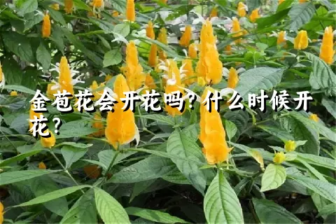 金苞花会开花吗？什么时候开花？