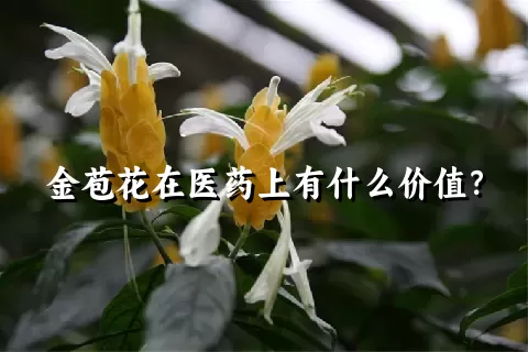 金苞花在医药上有什么价值？