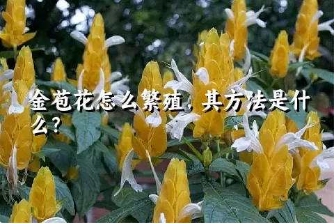 金苞花怎么繁殖，其方法是什么？